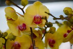 08022021_Victoria Park_Lunar New Year Flower Fair_Orchid00036