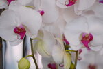 08022021_Victoria Park_Lunar New Year Flower Fair_Orchid00037