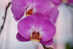 08022021_Victoria Park_Lunar New Year Flower Fair_Orchid00038