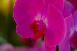 08022021_Victoria Park_Lunar New Year Flower Fair_Orchid00039