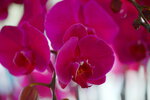 08022021_Victoria Park_Lunar New Year Flower Fair_Orchid00041