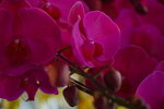 08022021_Victoria Park_Lunar New Year Flower Fair_Orchid00043