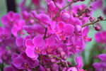 08022021_Victoria Park_Lunar New Year Flower Fair_Orchid00044