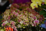 08022021_Victoria Park_Lunar New Year Flower Fair_Orchid00047