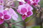 08022021_Victoria Park_Lunar New Year Flower Fair_Orchid00048
