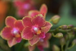 08022021_Victoria Park_Lunar New Year Flower Fair_Orchid00050