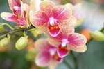 08022021_Victoria Park_Lunar New Year Flower Fair_Orchid00051