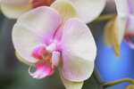 08022021_Victoria Park_Lunar New Year Flower Fair_Orchid00052