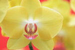 08022021_Victoria Park_Lunar New Year Flower Fair_Orchid00053