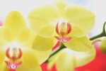 08022021_Victoria Park_Lunar New Year Flower Fair_Orchid00054