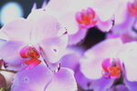 08022021_Victoria Park_Lunar New Year Flower Fair_Orchid00055