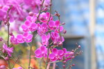 08022021_Victoria Park_Lunar New Year Flower Fair_Orchid00057