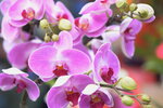 08022021_Victoria Park_Lunar New Year Flower Fair_Orchid00058