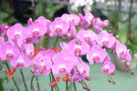08022021_Victoria Park_Lunar New Year Flower Fair_Orchid00059