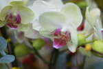 08022021_Victoria Park_Lunar New Year Flower Fair_Orchid00060