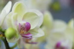 08022021_Victoria Park_Lunar New Year Flower Fair_Orchid00061