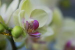 08022021_Victoria Park_Lunar New Year Flower Fair_Orchid00062