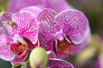 08022021_Victoria Park_Lunar New Year Flower Fair_Orchid00065