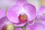 08022021_Victoria Park_Lunar New Year Flower Fair_Orchid00067
