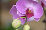 08022021_Victoria Park_Lunar New Year Flower Fair_Orchid00068