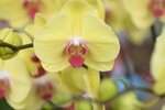 08022021_Victoria Park_Lunar New Year Flower Fair_Orchid00070