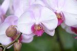 08022021_Victoria Park_Lunar New Year Flower Fair_Orchid00071