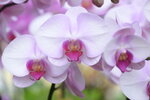 08022021_Victoria Park_Lunar New Year Flower Fair_Orchid00074
