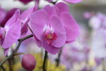 08022021_Victoria Park_Lunar New Year Flower Fair_Orchid00075