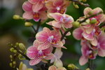 08022021_Victoria Park_Lunar New Year Flower Fair_Orchid00076