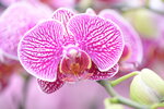 08022021_Victoria Park_Lunar New Year Flower Fair_Orchid00077