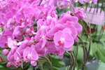 08022021_Victoria Park_Lunar New Year Flower Fair_Orchid00084