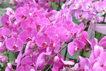 08022021_Victoria Park_Lunar New Year Flower Fair_Orchid00085