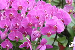 08022021_Victoria Park_Lunar New Year Flower Fair_Orchid00086