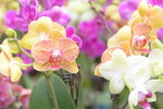 08022021_Victoria Park_Lunar New Year Flower Fair_Orchid00087