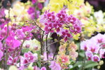 08022021_Victoria Park_Lunar New Year Flower Fair_Orchid00088