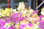 08022021_Victoria Park_Lunar New Year Flower Fair_Orchid00089
