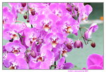 08022021_Victoria Park_Lunar New Year Flower Fair_Orchid00090