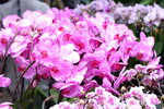 08022021_Victoria Park_Lunar New Year Flower Fair_Orchid00091