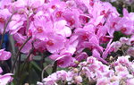 08022021_Victoria Park_Lunar New Year Flower Fair_Orchid00092
