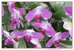 08022021_Victoria Park_Lunar New Year Flower Fair_Orchid00093