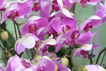 08022021_Victoria Park_Lunar New Year Flower Fair_Orchid00094