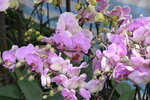 08022021_Victoria Park_Lunar New Year Flower Fair_Orchid00095