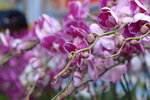 08022021_Victoria Park_Lunar New Year Flower Fair_Orchid00096