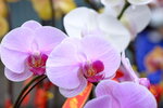 08022021_Victoria Park_Lunar New Year Flower Fair_Orchid00097