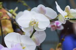 08022021_Victoria Park_Lunar New Year Flower Fair_Orchid00098