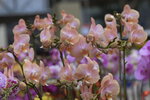 08022021_Victoria Park_Lunar New Year Flower Fair_Orchid00099