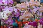08022021_Victoria Park_Lunar New Year Flower Fair_Orchid00100