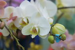 08022021_Victoria Park_Lunar New Year Flower Fair_Orchid00102