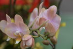08022021_Victoria Park_Lunar New Year Flower Fair_Orchid00103
