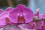 08022021_Victoria Park_Lunar New Year Flower Fair_Orchid00105